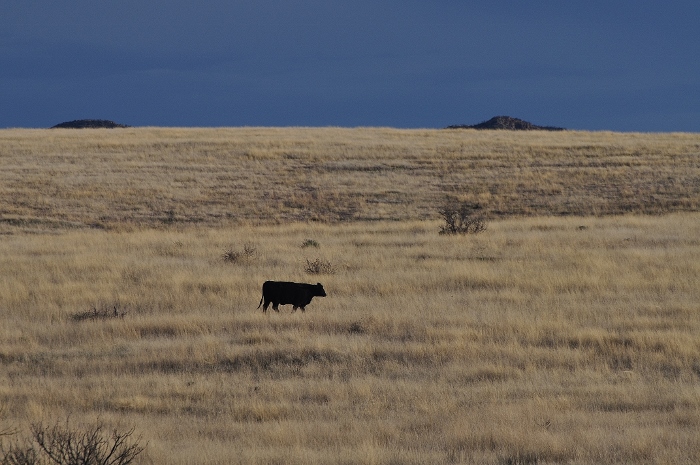 cow in pasture